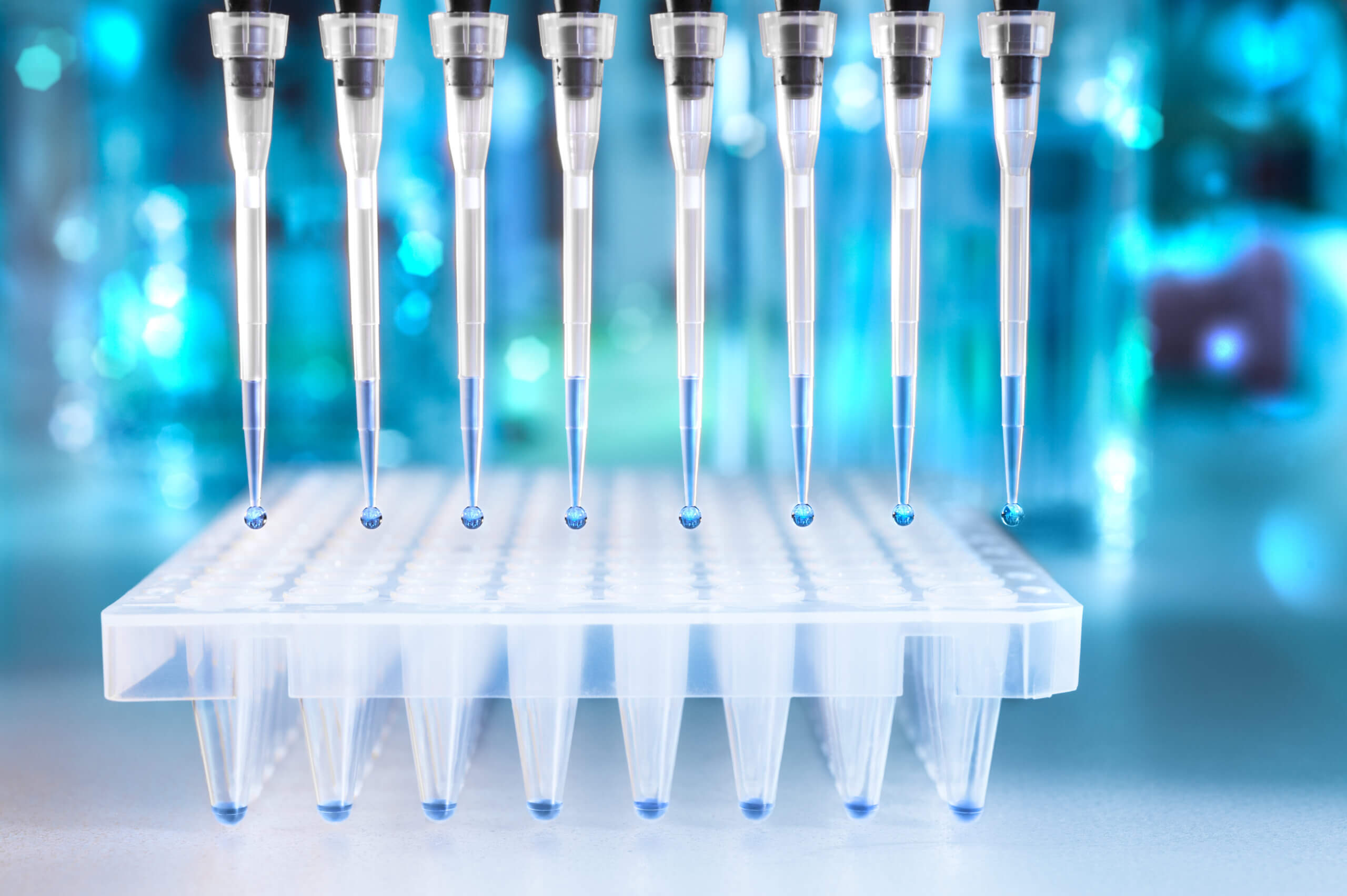Multichannel pipette tips filled in with reaction mixture to amplify DNA in plastic wells