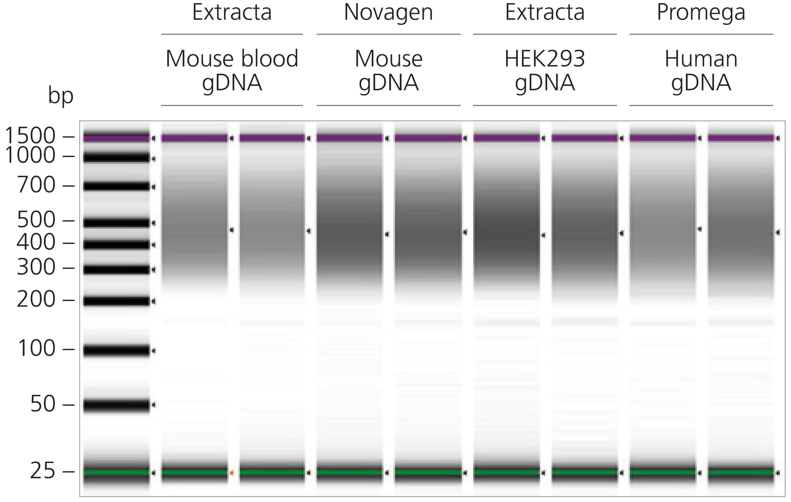 Extracted gDNA suitable for qPCR