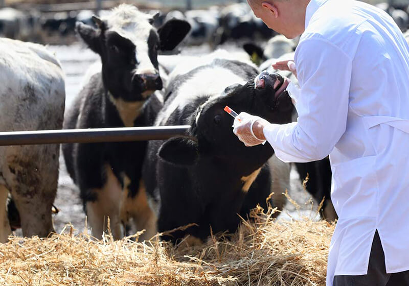 Animal Health