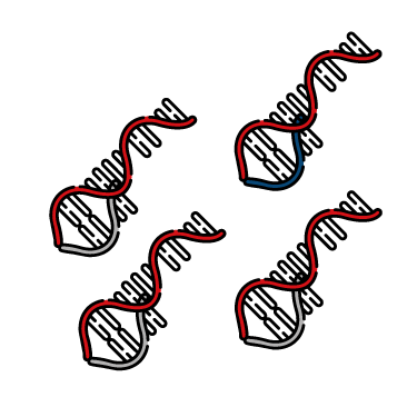 cDNA Snythesis
