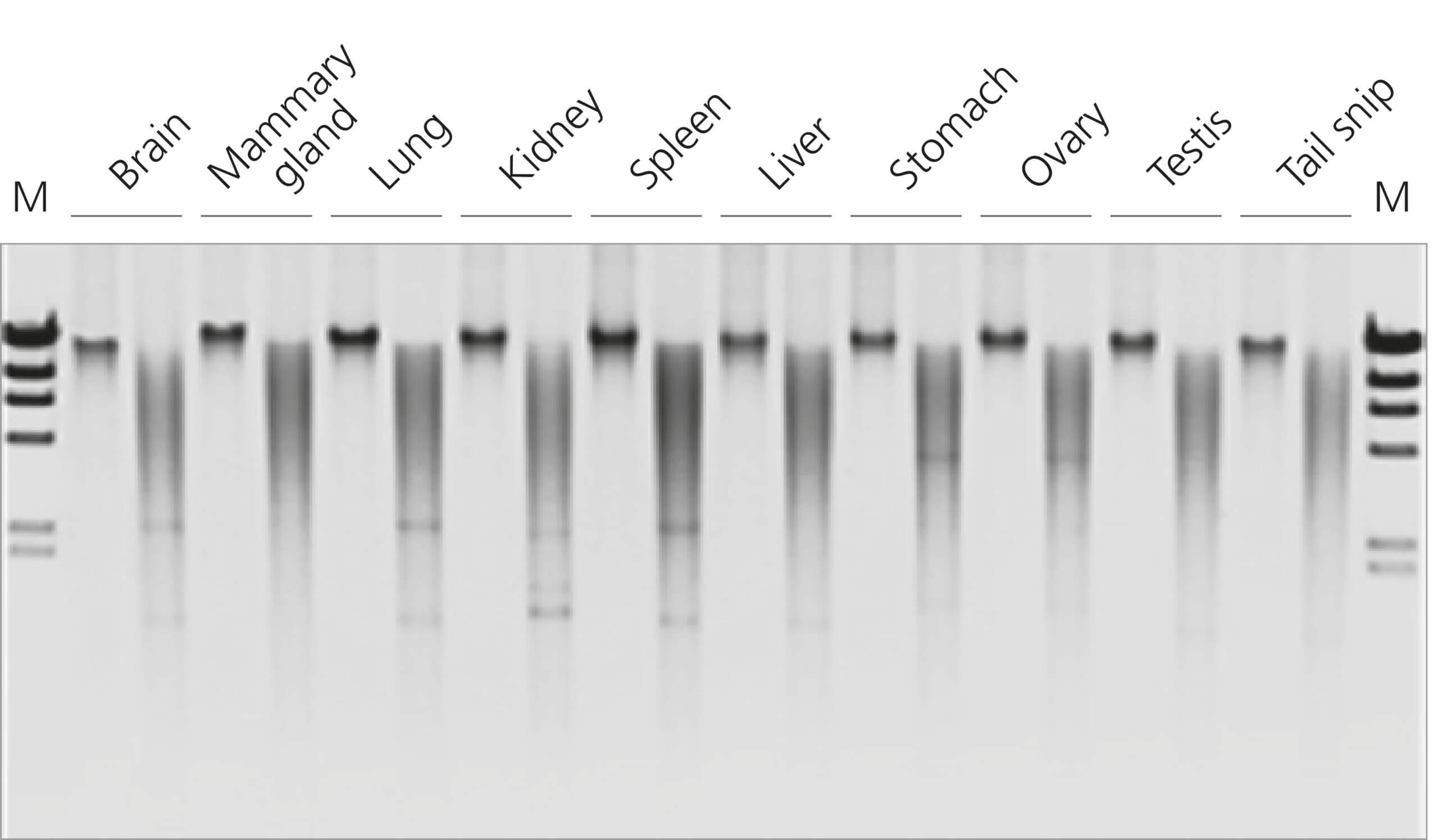 Extracted gDNA of high molecular weight