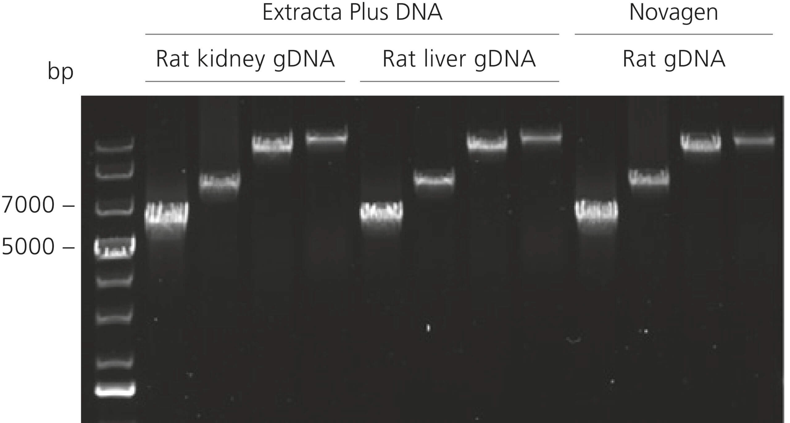 High molecular weight gDNA supports long range PCR.