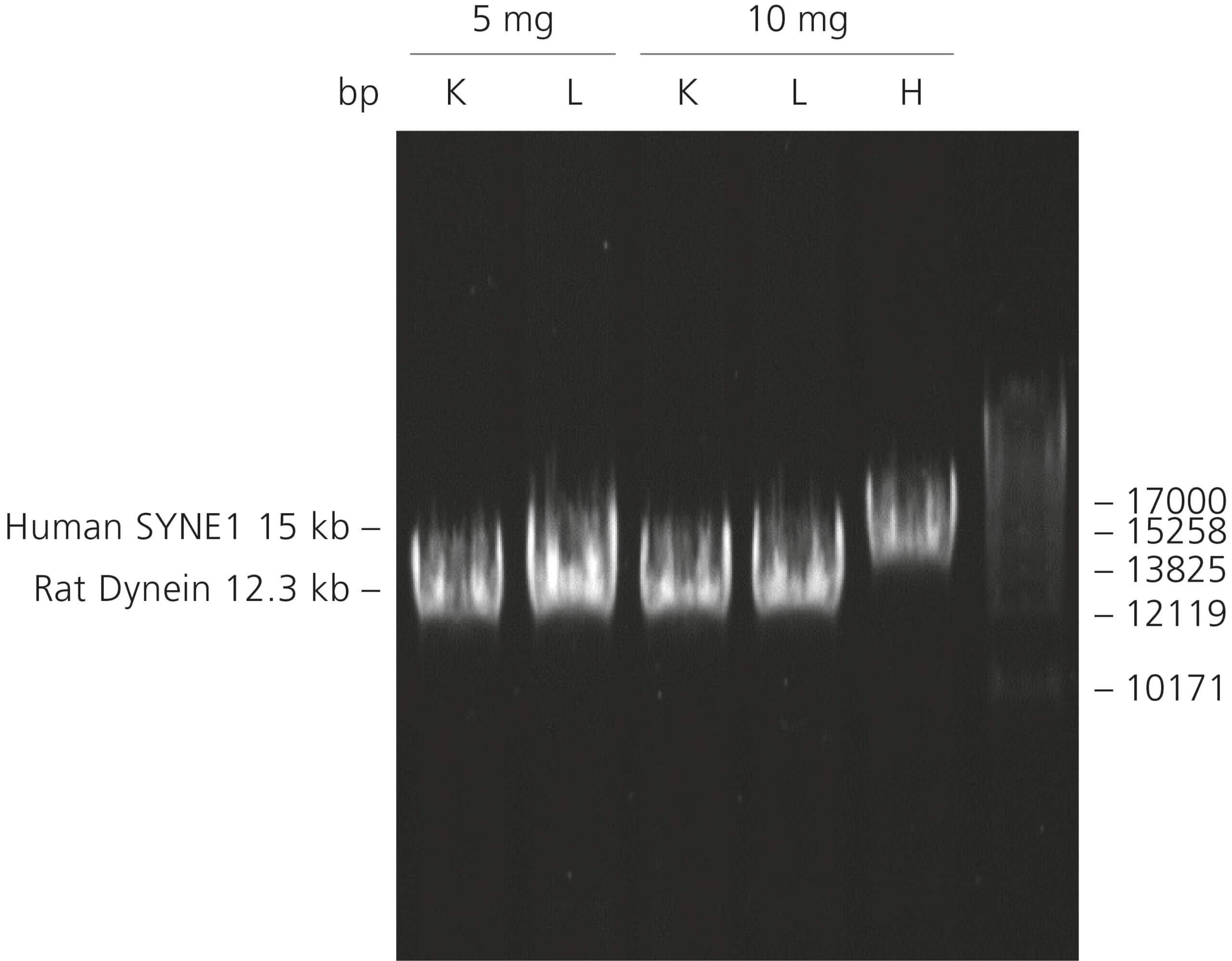 Long mRNA target amplification