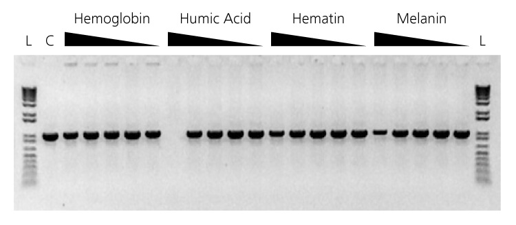 Robust PCR Amplication with Increasing Concentration of Inhibitors