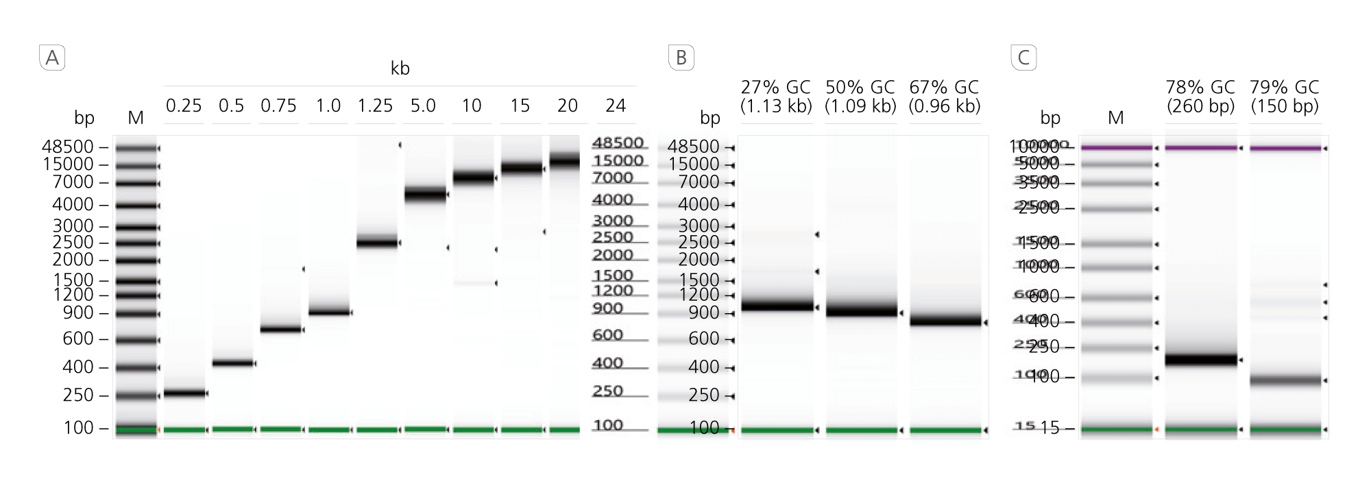 Long Amplification and Consistent GC Tolerance
